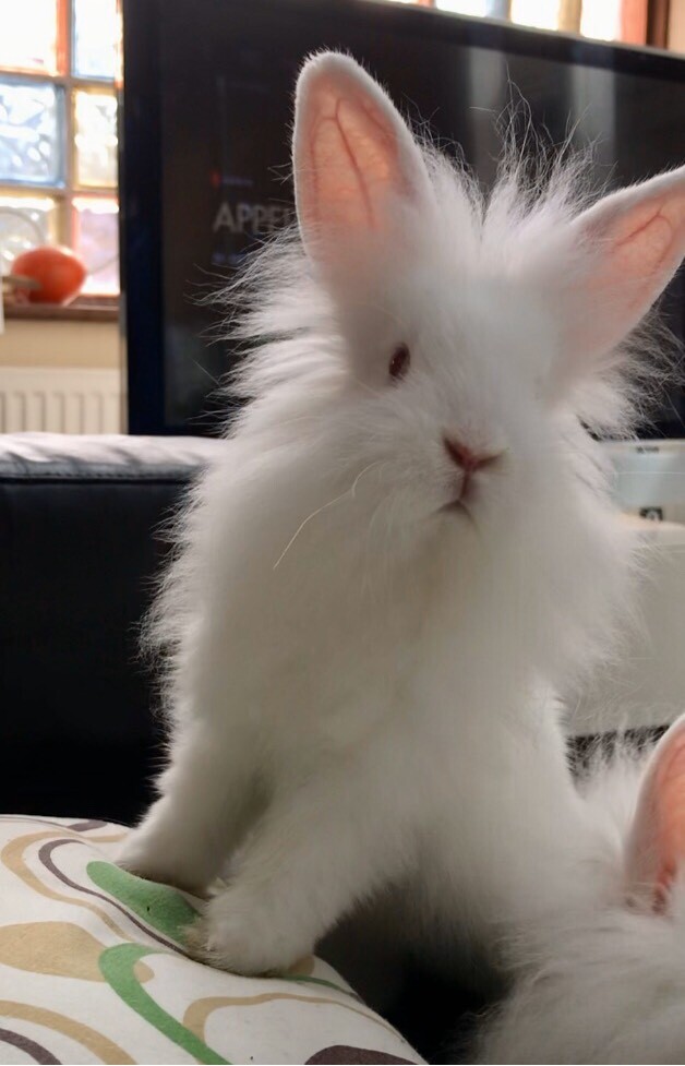 lionhead x lop rabbit